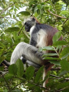 One of a large troop of red colobus monkeys we visited on Zanzibar.