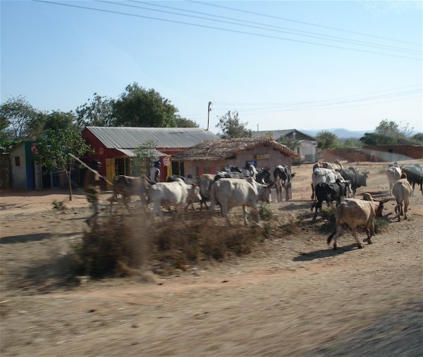 Cattle at the roadside near Dodoma.