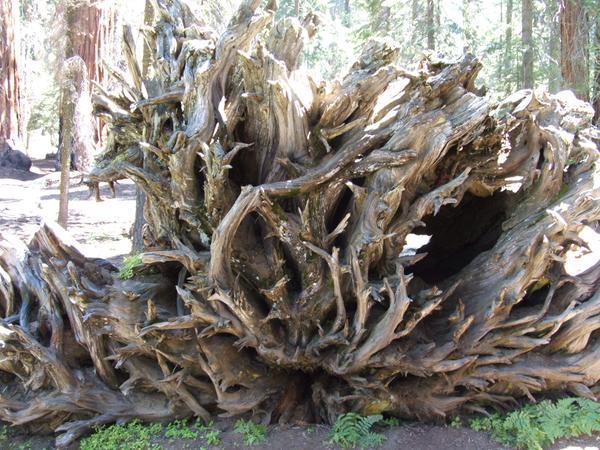 A fallen Sequoia