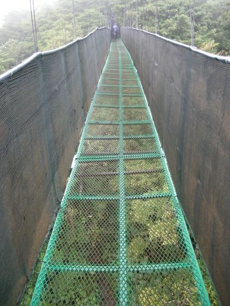Skywalk over the forest Canopy, Monte Verde NP