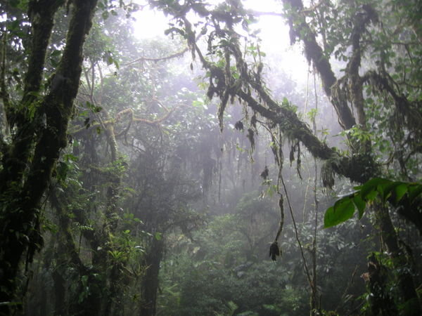 They call it cloud forest for a reason, Monte Verde NP