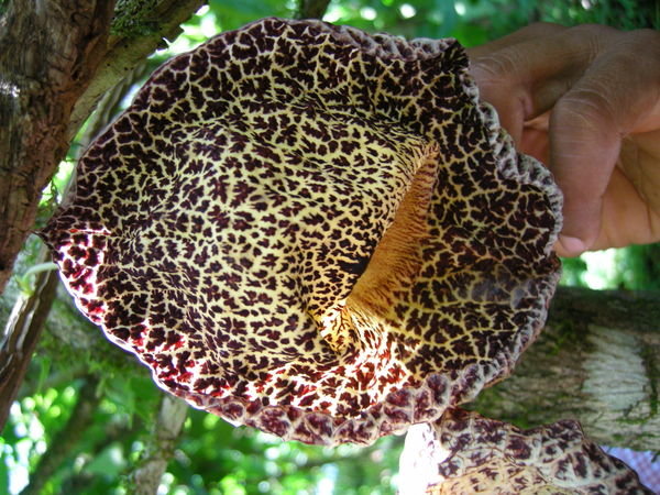 Leopard Print Flower, Cahuita