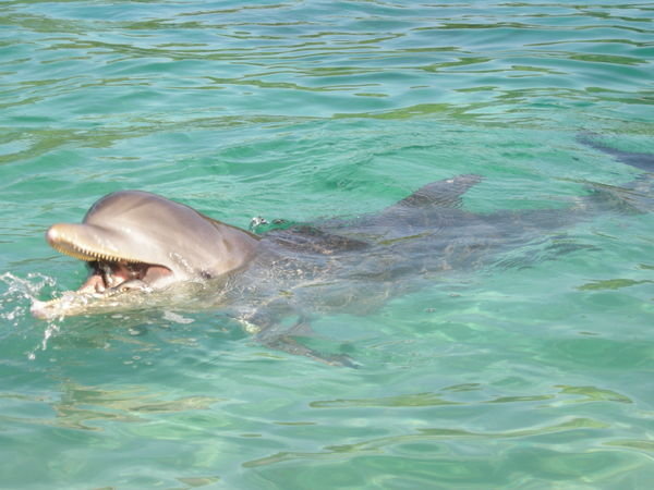 Swimming with dolphins, Roatan Island, Honduras