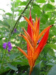 Variant on Crane Flower? Tortuguero NP