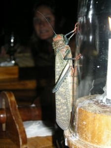 Unexpected dinner guest!