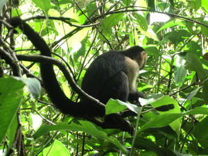 White faced/Capuchin monkey, Manuel Antonio NP