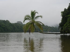 View from the hammock, Tortuguero NP