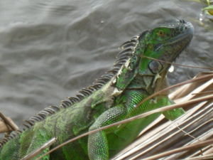 Iguana on log, Tortuguero