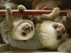 Baby sloths - very cute indeed