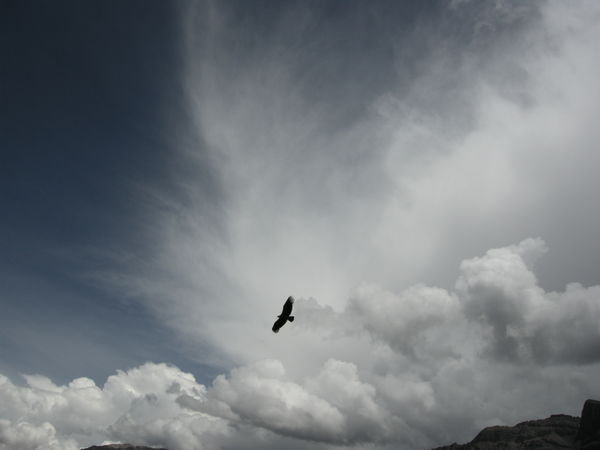 Condor soaring, Colca Canyon