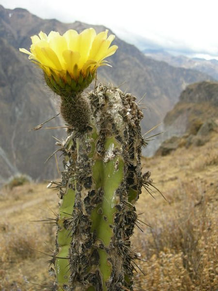 Flowering cactus, Colca Canyon