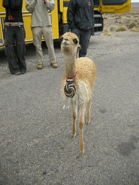Cuuuute vicuna on way back from Chivay