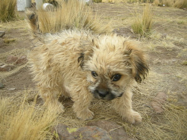 Puppy en route to Cusco