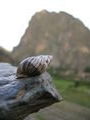 Funky snail, Ollantaytambo