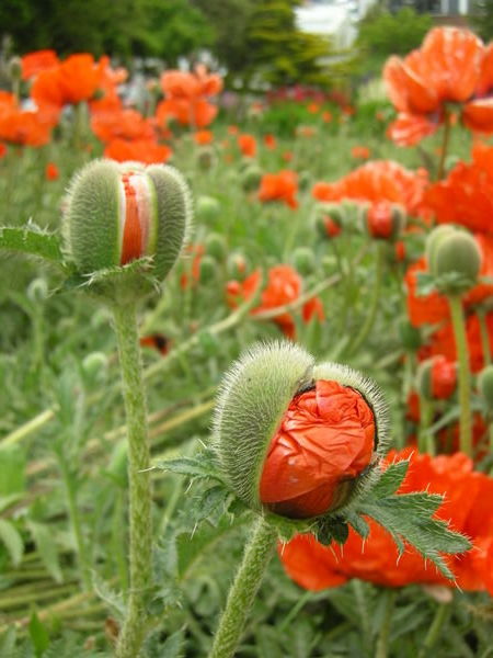 Poppies, Ushuaia