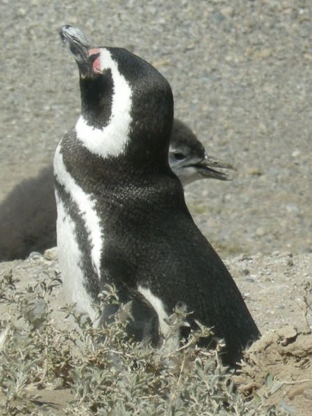 Magellanic Penguin and chick, Valdez Peninsula