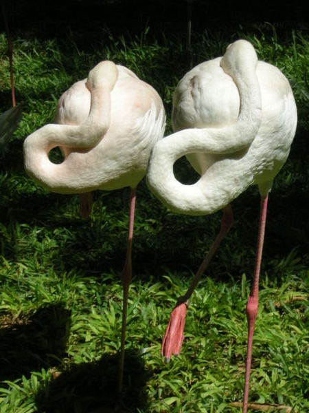 Flamingo a-go go, Iguazu bird park