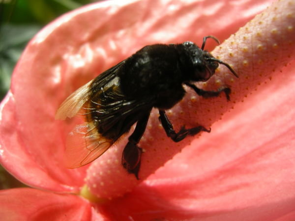 Big Bee, Ubajarra