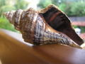 Seashell, Olinda