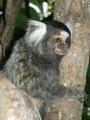 Squirrel Monkey, Prahia Pipa