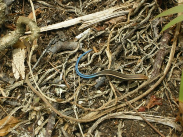 Blue tailed Lizard