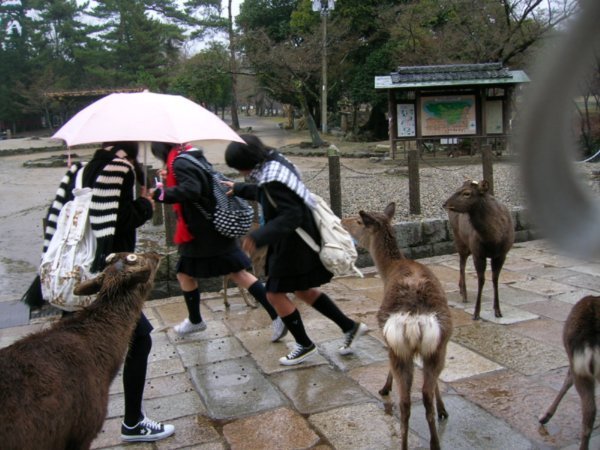 deer chasing schoolgirls