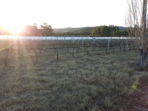 Sunset at the winery