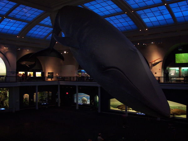 Lifesize Blue Whale!  Look out below!