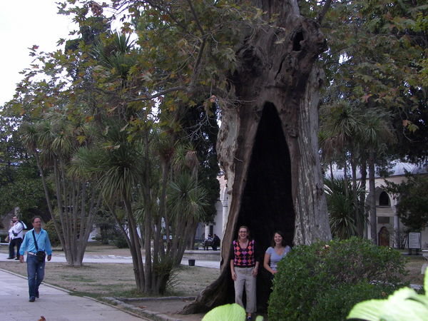 Bıg trees at the royal palace