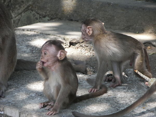 Back when I thought monkeys were cute!