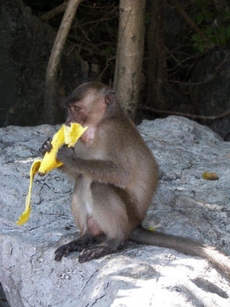 Wouldn't be a blog entry without a monkey picture!