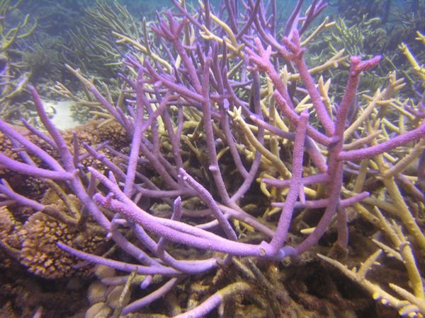 Fields of staghorn coral went on forever!
