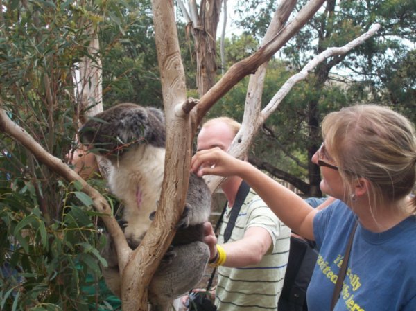 i'm petting a koala!  He's soft!