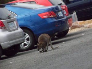 Wallabys in the parking lots!  Everywhere!