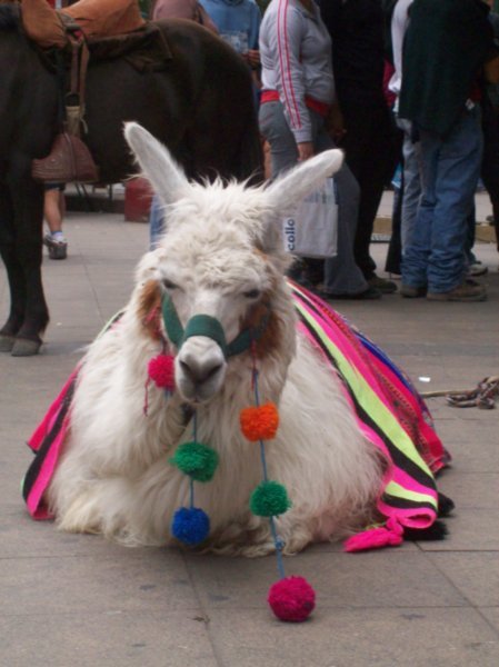 That is one festive (yet sad looking) llama!