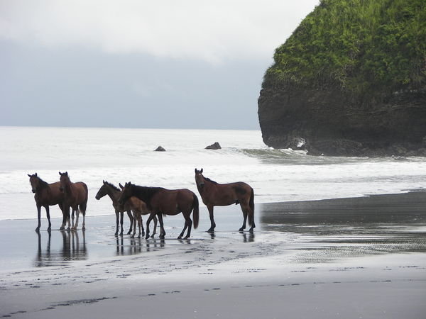 wild horses on the black sand beach!