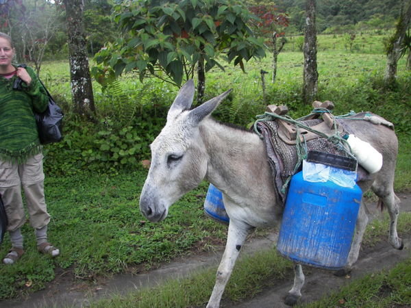 The mule brings the milk down the hill every day!