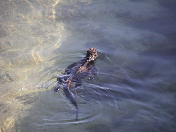 My first swimming iguana...love at first sight!