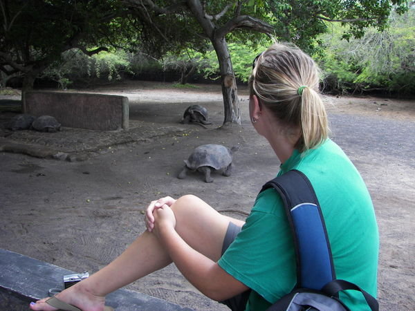 giant tortoises are amaazing!