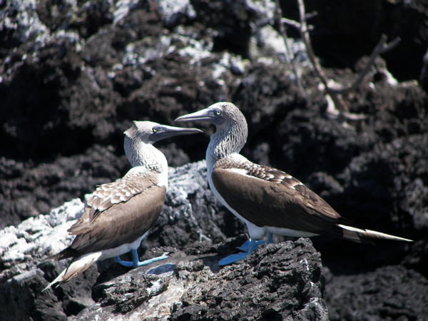 Blue footed Boobies!  Found only here, like most of the awesome animals!