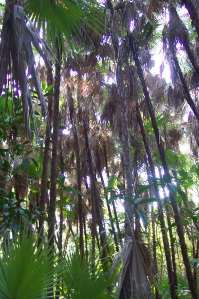 a palmetto oasis 