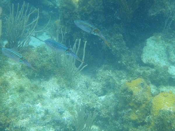 Caribbean Reef Squic