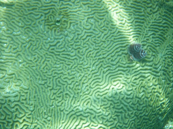 A Christmas Tree Worm in Brain Coral