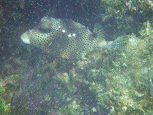 HoneyComb Trunkfish | Photo