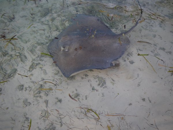 Southern Stingray coming to the dock to collect fish scraps
