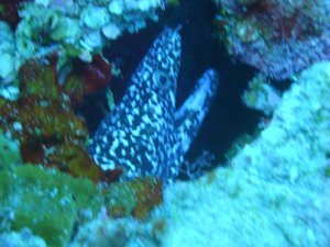 Brown Spotted Moray Eel