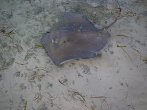 Southern Stingray coming to the dock to collect fish scraps
