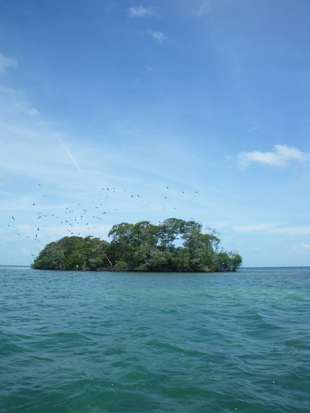 Bird Island...look closely and you'll see why!