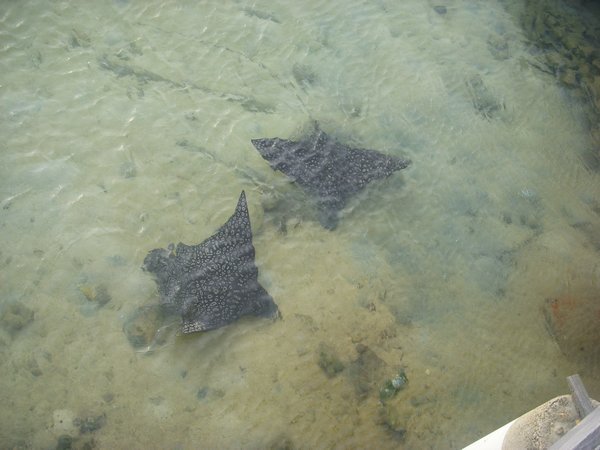 Spotted Eagle Rays off the porch!