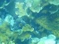 Elkhorn Corals